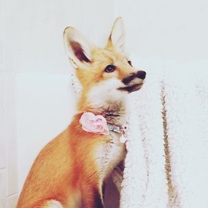 Meet your Posher, The fox and